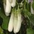 BRINJAL HYBRID SEEDS-50-282
