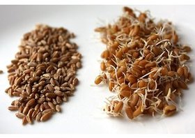 Sprouted grains and grams