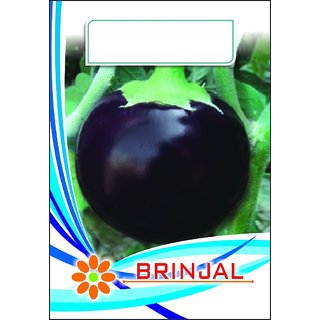 Dioart Brinjal Hybrid Seeds-166