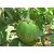 Dioart Brinjal Hybrid Seeds-105