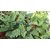 Dioart Brinjal Hybrid Seeds-116