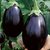 Dioart Brinjal Hybrid Seeds-126