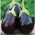Dioart Brinjal Hybrid Seeds-21
