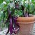 Dioart Brinjal Hybrid Seeds-194