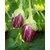 Dioart Brinjal Hybrid Seeds-34