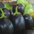 Dioart Brinjal Hybrid Seeds-342