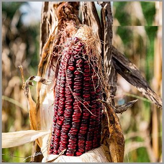 Dioart Corn Seeds-178