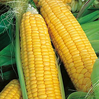 Dioart Corn Seeds-254