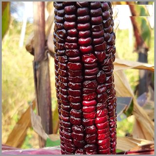 Dioart Corn Seeds-189