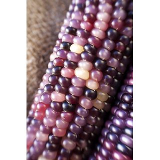Dioart Corn Seeds-332