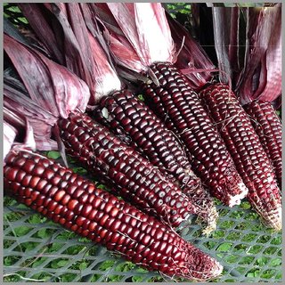 Dioart Corn Seeds-192