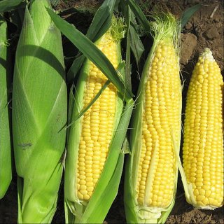 Dioart Corn Seeds-271