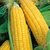 Dioart Corn Seeds-253