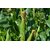 Dioart Corn Seeds-263