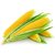 Dioart Corn Seeds-124