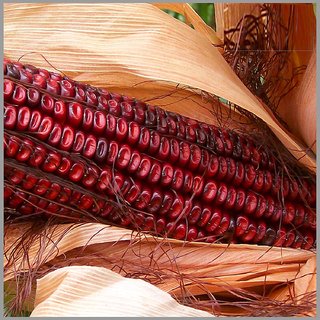 Dioart Corn Seeds-201