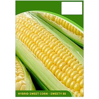 Dioart Corn Seeds-282