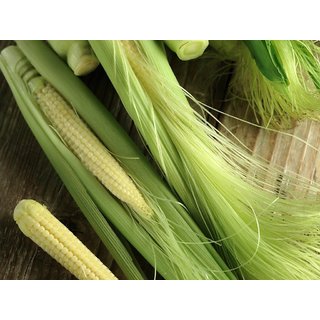 Dioart Corn Seeds-353