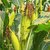 Dioart Corn Seeds-484
