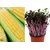 Dioart Corn Seeds-962