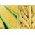 Dioart Corn Seeds-1280