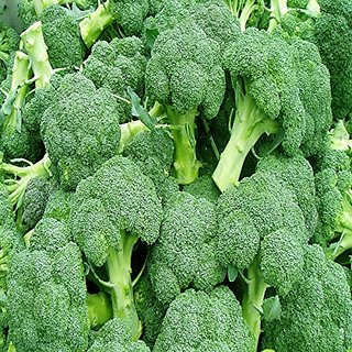 Dioart Broccoli Seeds  150 SEEDS 255