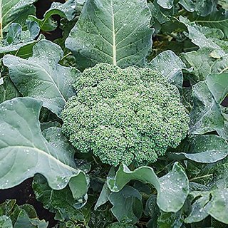 Dioart Broccoli Seeds  150 SEEDS 207