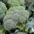 Dioart Broccoli Seeds  150 SEEDS 195