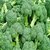 Dioart Broccoli Seeds  50 SEEDS 256