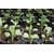 Dioart Broccoli Seeds  50 SEEDS 256