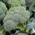 Dioart Broccoli Seeds  150 SEEDS 198
