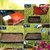 Dioart Broccoli Seeds  150 SEEDS 198