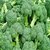 Dioart Broccoli Seeds  50 SEEDS 259