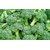 Dioart Broccoli Seeds  100 SEEDS 140