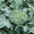 Dioart Broccoli Seeds  150 SEEDS 210