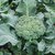 Dioart Broccoli Seeds  50 SEEDS 211
