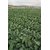 Dioart Broccoli Seeds  100 SEEDS 362