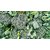 Dioart Broccoli Seeds  100 SEEDS 239