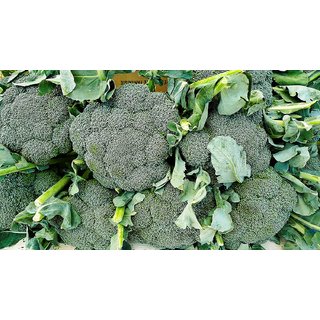 Dioart Broccoli Seeds  50 SEEDS 241