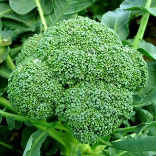 Dioart Broccoli Seeds  50 SEEDS 376