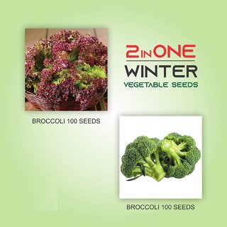 Dioart Broccoli Seeds  50 SEEDS 313