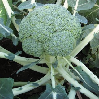 Dioart Broccoli Seeds  50 SEEDS 322