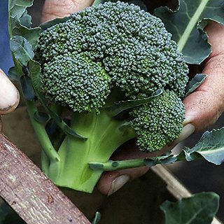 Dioart Broccoli Seeds  100 SEEDS 467