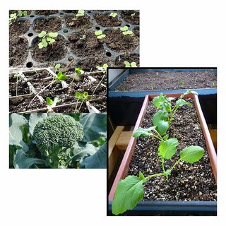 Dioart Broccoli Seeds  100 SEEDS 425