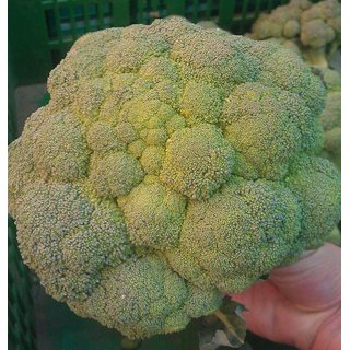 Dioart Broccoli Seeds  100 SEEDS 512