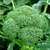 Dioart Broccoli Seeds  50 SEEDS 373