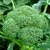 Dioart Broccoli Seeds  150 SEEDS 375