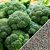 Dioart Broccoli Seeds  150 SEEDS 384