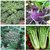 Dioart Broccoli Seeds  150 SEEDS 393