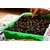Dioart Broccoli Seeds  50 SEEDS 328